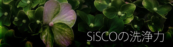 SiSCO̐